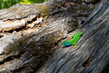 green lizard on a tree