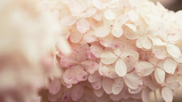 closeup hydrangea. Beautiful natural background with delicate white hydrangea flowers in landscape design. Flowers in the garden. Hydrangea flowers art photo with copy space. High quality 