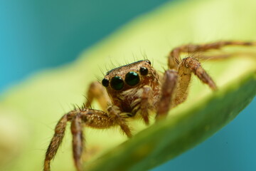 Thai jumping spider The smallest one.