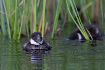 The smew is a species of duck, duck chick on the lake in Finnish taiga