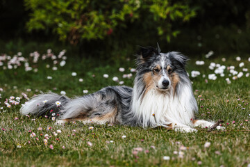 Rare Blue merle shetland sheepdog in green garden.