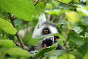 Catta in tree portrait
