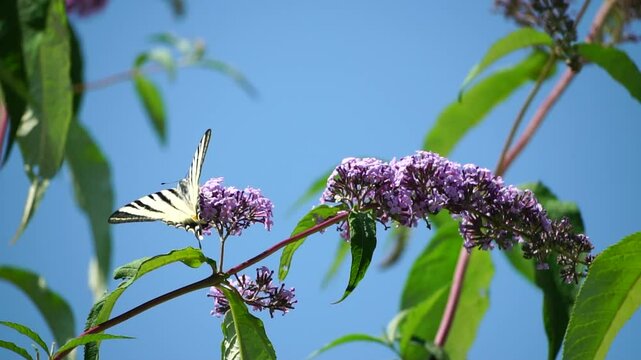 A common yellow swallowtail Papilio machaon on the flower of a butterfly bush Buddleja davidii . Close up, slow motion