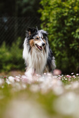 Rare Blue merle shetland sheepdog in green garden.