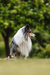 Rare Blue merle shetland sheepdog in green garden.