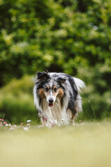 Rare Blue merle shetland sheepdog in green garden.