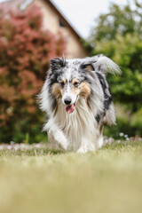 Rare Blue merle shetland sheepdog in green garden.