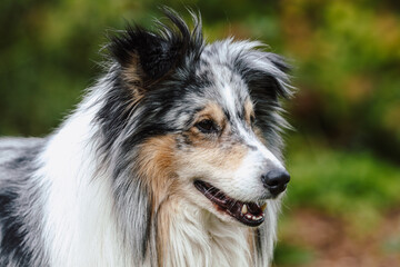 Rare Blue merle shetland sheepdog in green garden.