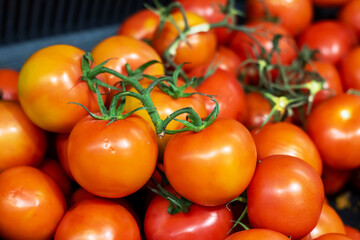 Ripe tomatoes on the vine are essential for staple food
