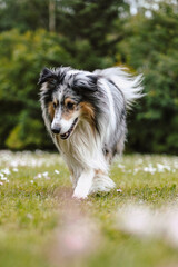 Sheltie dog walking around is green garden.