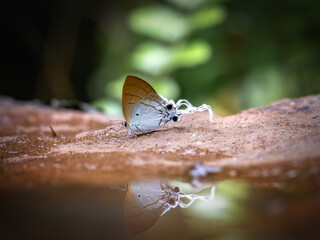 Beautiful butterfly in nature Pang Sida national park Sa Kaeo Province, Thailand.