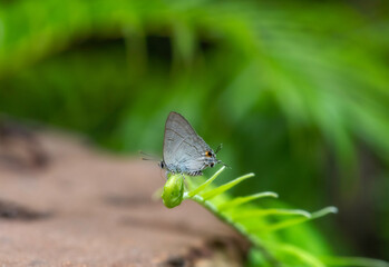 Beautiful butterfly in nature Pang Sida national park Sa Kaeo Province, Thailand.