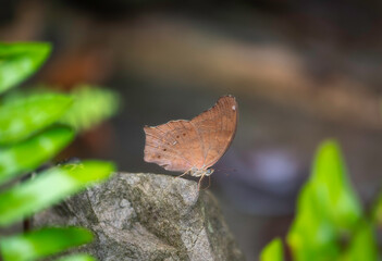 Beautiful butterfly in nature Pang Sida national park Sa Kaeo Province, Thailand.