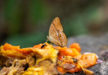 Beautiful butterfly in nature Pang Sida national park Sa Kaeo Province, Thailand.
