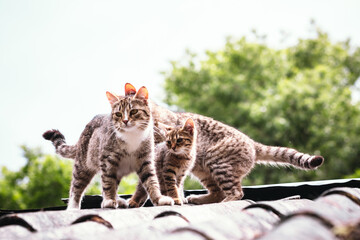 Beautiful abandoned kitten living in ruined slum looking at camera curiously. Homeless little kittens with striped coloring sit on a rooftop