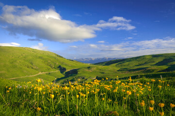 Fototapeta premium Flowers in Pla d'Anyella meadow in spring (Ripollès, Catalonia, Spain, Pyrenees)