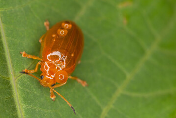 Close up of orange colored beetle carrying water droplets on green leaf background, India