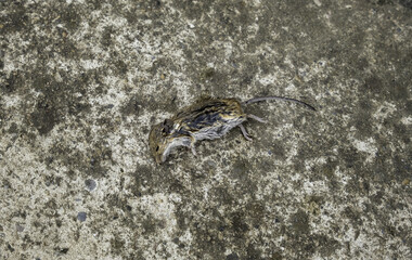 Dead mouse in nature