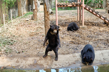 Zoo Phnom Penh Safari. Spotted deer are walking in the clearing.