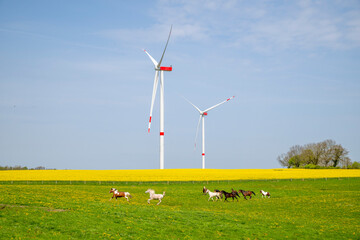 Pferde auf einem Feld, dahinter Windkraftt&uuml;rme in Schleswig-Holstein, Deutschland