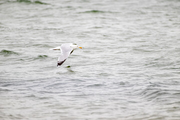 Silbermöwe im Flug, larus argentatus,