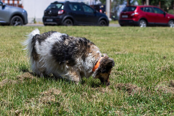 A dog with an Australian cattle breed sniffing in the grass near a hole