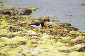 Austernfischer, Haematopus ostralegus)