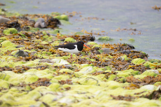 Austernfischer, Haematopus ostralegus)