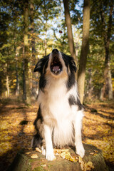 Autumn portrait of border collie in leaves. He is so cute in the leaves. He has so lovely face.	
