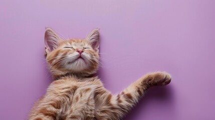 A cat stretching lazily, pastel purple background, space above for text