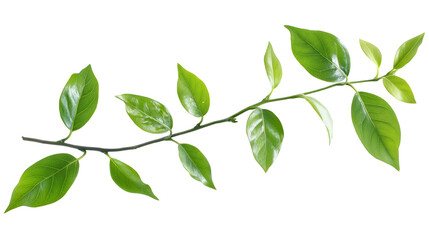 Branch green leaves isolated on white background