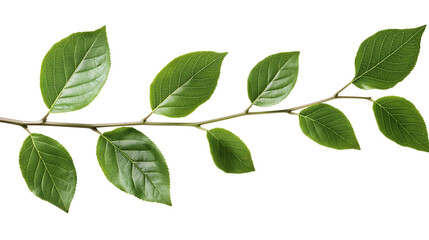Fototapeta premium Branch green leaves isolated on white background