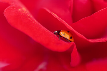 Ladybug on a red rose petal, capturing the essence of springtime beauty and renewal.