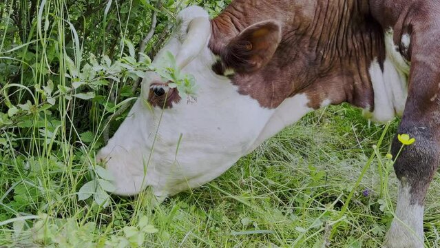 mucca che bruca l'erba, cow eating grass