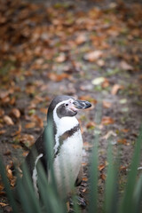 A Humboldt penguin (Spheniscus humboldti) in a czech zoo.
