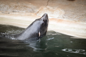Sealion is in his swimming pool in zoo. This is his habitat.	
