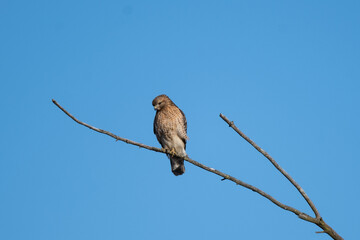 Red- Shouldered Hawk on a branch 