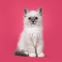 Cute fluffy Sacred Birman cat kitten, sitting up side ways. Looking towards camera with breed typical blue eyes. Isolated on a watermelon pink background.