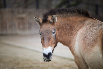 Fototapeta premium Przewalski's Horse is grazing in a zoo. Autumn day at the zoo 