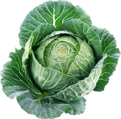Fototapeta premium Fresh green cabbage with crisp leaves, perfect for healthy salads and meals. High resolution and vibrant color, ideal for culinary projects.