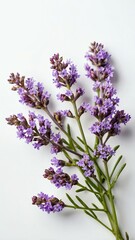 Fototapeta premium few twigs with small sea lavender isolated on white ba background