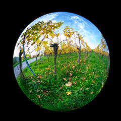 Vines plant in vineyard in yellow fall with fish-eye distortion