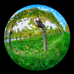 Old gnarled vine plant in vineyard in bow because fish-eye distortion