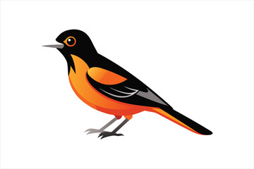 A beautiful Oriole bird Vector artwork illustration 