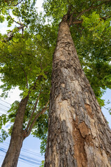 Fototapeta premium A low-level ant-eye view, looking through the base of a large, towering tree.