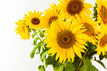 Summer rustic bouquet close up on a white background, bright juicy decorative sunflowers