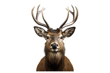 Deer (JPG 300Dpi 10800x7200)