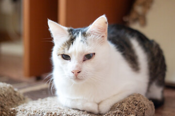 Calico Felidae cat snuggled on a scratching post with whiskers and fur visible