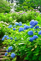 護摩堂山アジサイ園（新潟県）