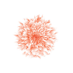 pink flower isolated on white background